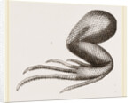 Limbs of Iguana by Anonymous