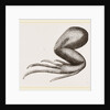 Limbs of Iguana by Anonymous