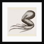 Limbs of Iguana by Anonymous
