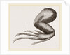 Limbs of Iguana by Anonymous