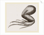Limbs of Iguana by Anonymous
