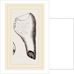 Teeth of Fossil Iguanodon by Anonymous