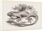 Great Crested Anolis by Anonymous