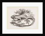 Great Crested Anolis by Anonymous
