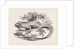 Great Crested Anolis by Anonymous