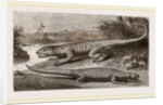 Common Stellio and Spine-footed Stellio by Anonymous