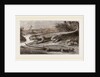 Common Stellio and Spine-footed Stellio by Anonymous
