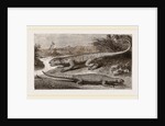 Common Stellio and Spine-footed Stellio by Anonymous