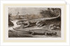 Common Stellio and Spine-footed Stellio by Anonymous