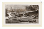 Common Stellio and Spine-footed Stellio by Anonymous