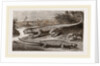 Common Stellio and Spine-footed Stellio by Anonymous