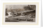Common Stellio and Spine-footed Stellio by Anonymous