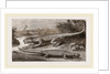 Common Stellio and Spine-footed Stellio by Anonymous