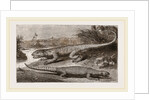 Common Stellio and Spine-footed Stellio by Anonymous