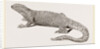 Spine-footed Stellio by Anonymous