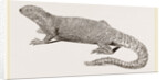 Spine-footed Stellio by Anonymous