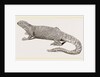 Spine-footed Stellio by Anonymous