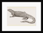 Spine-footed Stellio by Anonymous