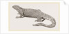 Spine-footed Stellio by Anonymous