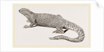 Spine-footed Stellio by Anonymous