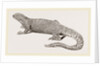 Spine-footed Stellio by Anonymous