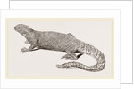 Spine-footed Stellio by Anonymous