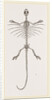 Skeleton of Fringed Dragon by Anonymous