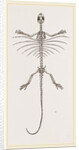 Skeleton of Fringed Dragon by Anonymous
