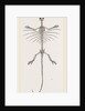 Skeleton of Fringed Dragon by Anonymous