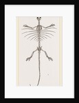Skeleton of Fringed Dragon by Anonymous