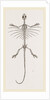 Skeleton of Fringed Dragon by Anonymous
