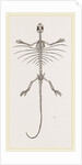 Skeleton of Fringed Dragon by Anonymous