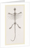 Skeleton of Fringed Dragon by Anonymous