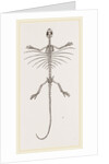 Skeleton of Fringed Dragon by Anonymous
