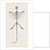 Skeleton of Fringed Dragon by Anonymous