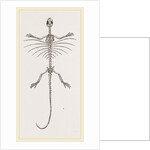 Skeleton of Fringed Dragon by Anonymous
