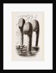 Nests of Pensile Weaver Birds by Anonymous