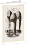Nests of Pensile Weaver Birds by Anonymous