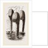 Nests of Pensile Weaver Birds by Anonymous