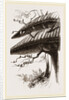 Nests of Sociable Weaver-Birds by Anonymous