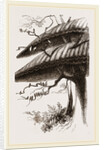 Nests of Sociable Weaver-Birds by Anonymous