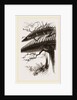 Nests of Sociable Weaver-Birds by Anonymous
