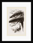 Nests of Sociable Weaver-Birds by Anonymous