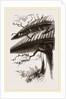 Nests of Sociable Weaver-Birds by Anonymous