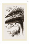 Nests of Sociable Weaver-Birds by Anonymous