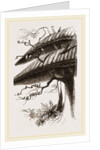 Nests of Sociable Weaver-Birds by Anonymous