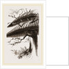 Nests of Sociable Weaver-Birds by Anonymous