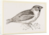 Hawfinch by Anonymous