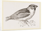 Hawfinch by Anonymous