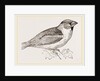 Hawfinch by Anonymous